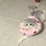 kimoto
