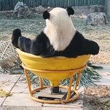 鸽呜阿瓜