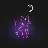 一只猫