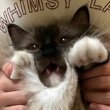 何方可化身千亿