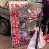 一只散养笨猪