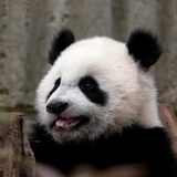扑通扑通