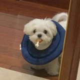 已注销