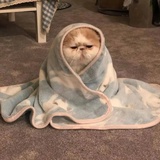 狗焕呀