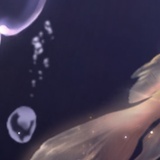 海
