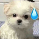 文森特的小乌鸦