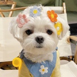 阿花成长手册