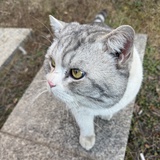 meow~