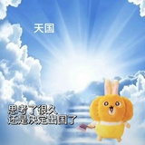 养狗守则zzz