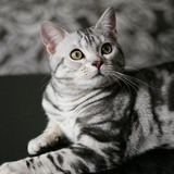 虎斑猫