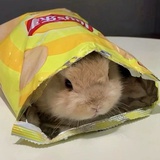 内娱不保护废物