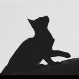 卡夫卡君和猫
