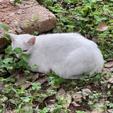 なのに僕は。