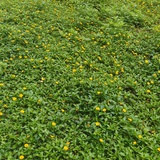 草