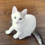 一猫