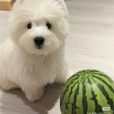 🍉西瓜冰柠茶