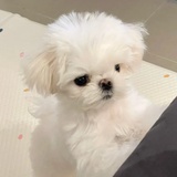 是啵乐乐啦