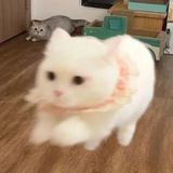 凛冬