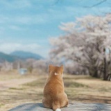 已注销