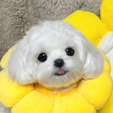 美式多奶