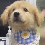帕恰狗yyds