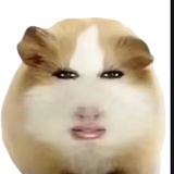 此人绝非扇贝