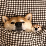 春眠不觉晓