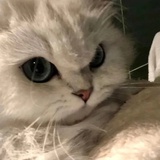 cici