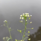 ✿