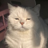 叾屾