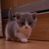 Ori是只蠢猫
