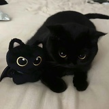 摇曳行云