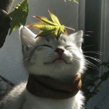 孜然味的土豆丝