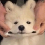 棉花糖小白狗