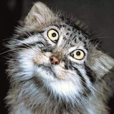 鳴陽兔猻