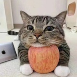 ~(＾◇^)/