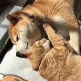 见你欢喜