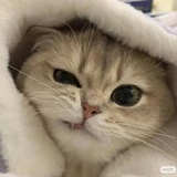 快乐小狗