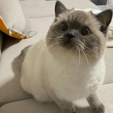 汤圆囡囡