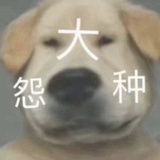 姜虎东毒唯