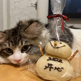 可爱猫猫头