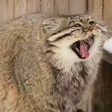 清容