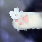 丸鱼