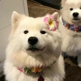杀人小狗