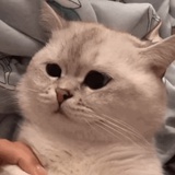 景向谁依