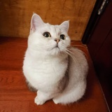 不牛