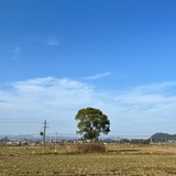 林木