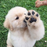 小羊要快乐