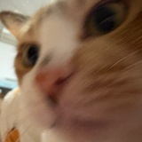 小猫送我猫胡子