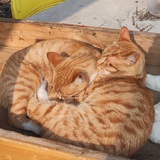 🥐